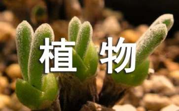 领取植物大战僵尸2新手卡礼包攻略